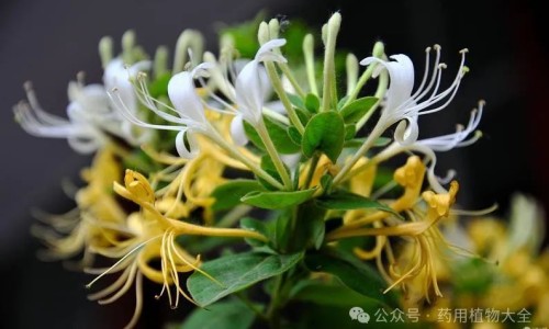 芡实粉的最佳食用方法及用量-芡实产品有哪些专区_芡实粉是什么专区_芡实营养粉市场前景网