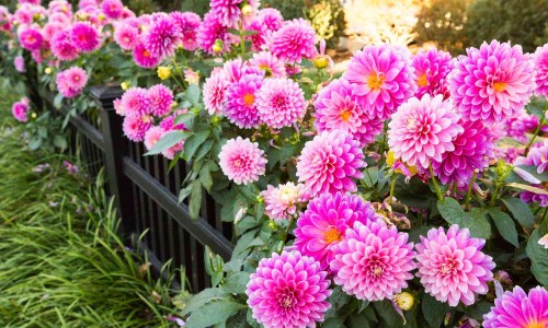 芡实营养真相揭秘-芡实产品有哪些专区_芡实粉是什么专区_芡实营养粉市场前景网